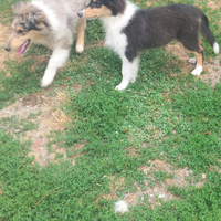 Cuccioli di pastore scozzese - collie