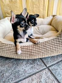 cucciolo chihuahua 