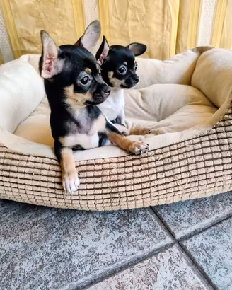 cucciolo chihuahua 
