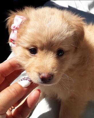 Cuccioli mix maltese/ volpino