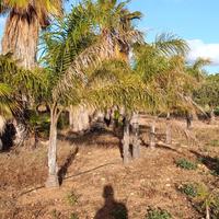 cocus dracene e Washington 