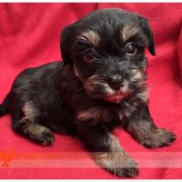 Cuccioli di BICHON HAVANAIS