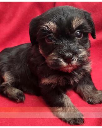 Cuccioli di BICHON HAVANAIS