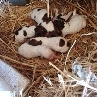 Cuccioli Lagotto Romagnolo