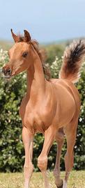 Cavalli arabi