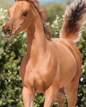 Cavalli arabi