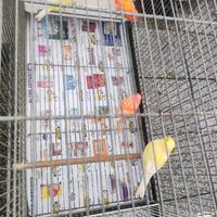 Canarini vari colori