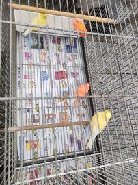 Canarini vari colori