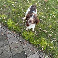 SPRINGER SPANIEL ultimo cucciolo