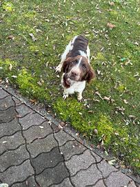 SPRINGER SPANIEL ultimo cucciolo