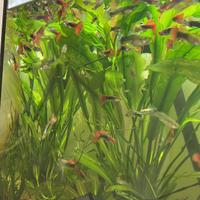 Corydoras albini - Ancistrus - Guppy