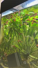 Corydoras albini - Ancistrus - Guppy