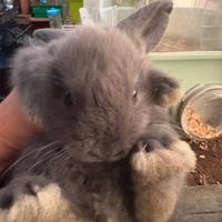 Conigli nani testa di leone