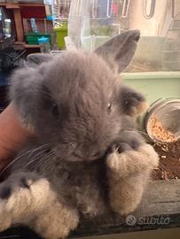 Conigli nani testa di leone