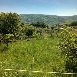 Vendita casa e terreno