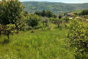 Vendita casa e terreno