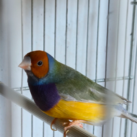 Diamante del gould