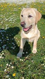 Labrador retriever cucciola Pedigree