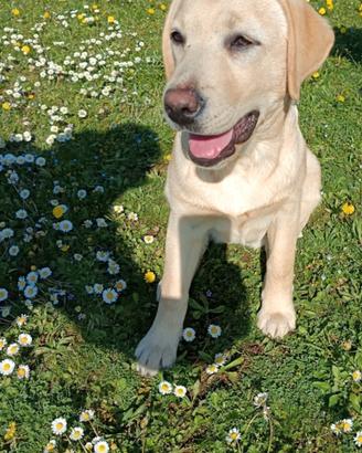 Labrador retriever cucciola Pedigree