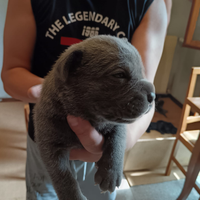 Ultimi 5 cuccioli di cane corso