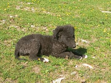 Bel cucciolo pastore belga