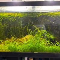 Piante per acquario e laghetto