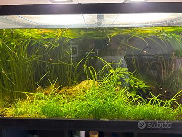 Piante per acquario e laghetto