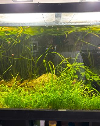 Piante per acquario e laghetto