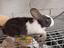 Immagine 6
