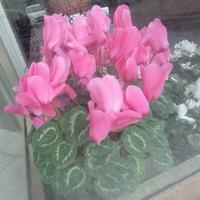 Ciclamini in svendita 