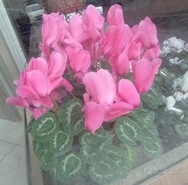 Ciclamini in svendita 