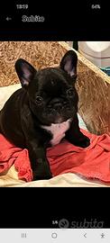 Cani bouledog francesi cuccioli