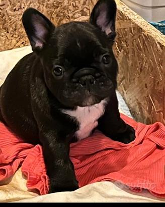 Cani bouledog francesi cuccioli
