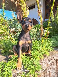 Pinscher DISPONIBILI 2 maschi e 2 femmine