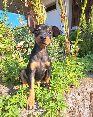 Pinscher DISPONIBILI 2 maschi e 2 femmine