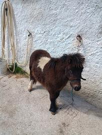 Pony femmina