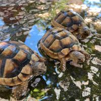 Tartarughe di terra, 4 anni, Marginate