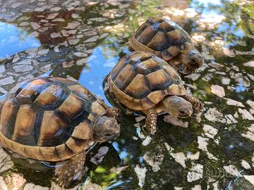 Tartarughe di terra, 4 anni, Marginate