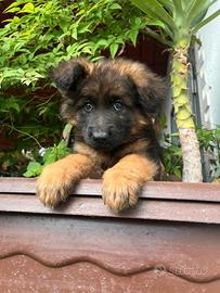 Pastore tedesco cucciolo disponibile