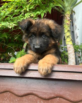 Pastore tedesco cucciolo disponibile