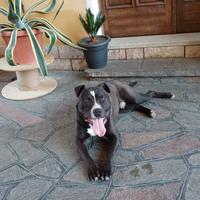 Amstaff per monta riproduzione
