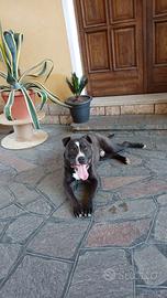 Amstaff per monta riproduzione