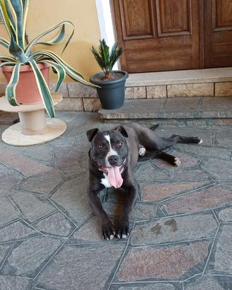 Amstaff per monta riproduzione