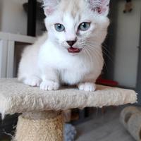 Munchkin gatto bassotto