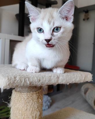 Munchkin gatto bassotto