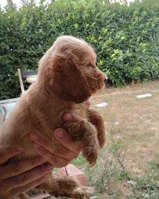cocker