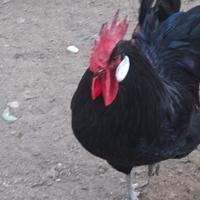 Gallo nero valdarno