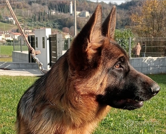 Cucciola Pastore Tedesco Marostica