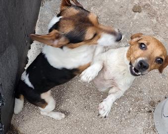 CUCCIOLI Jack Russell terrier