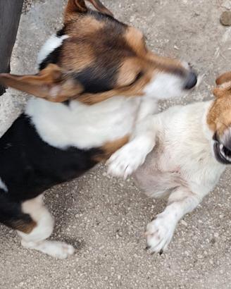 CUCCIOLI Jack Russell terrier
